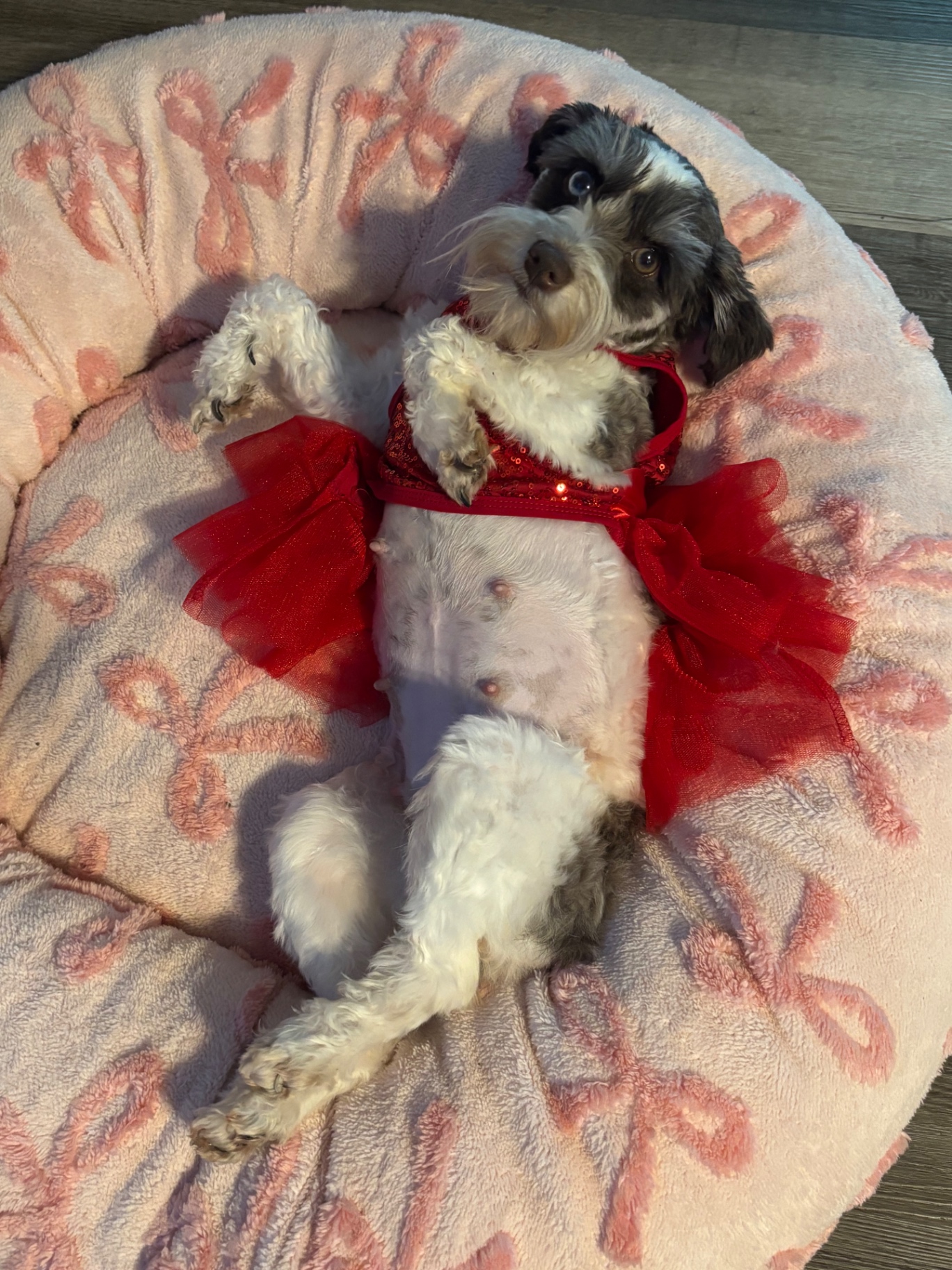Miniature Schnauzer at Magalia Crest