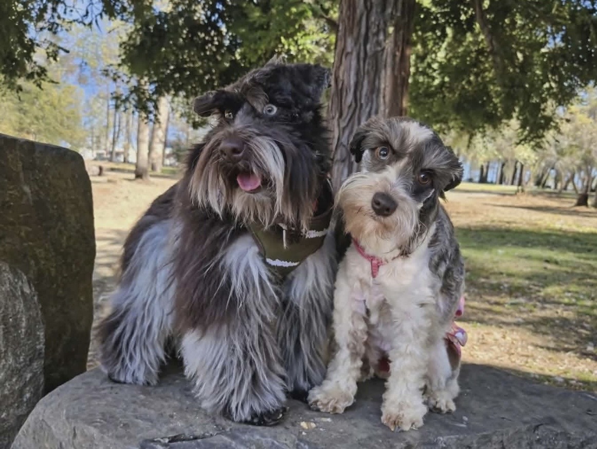 Miniature Schnauzer at Magalia Crest
