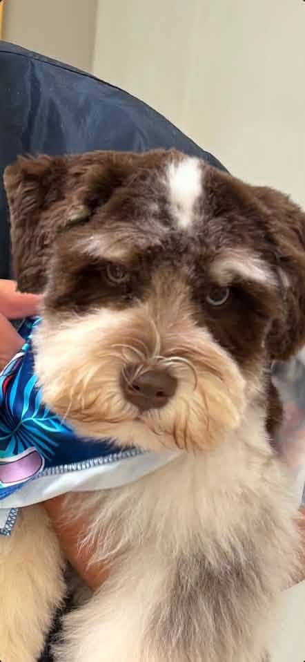 Miniature Schnauzer at Magalia Crest