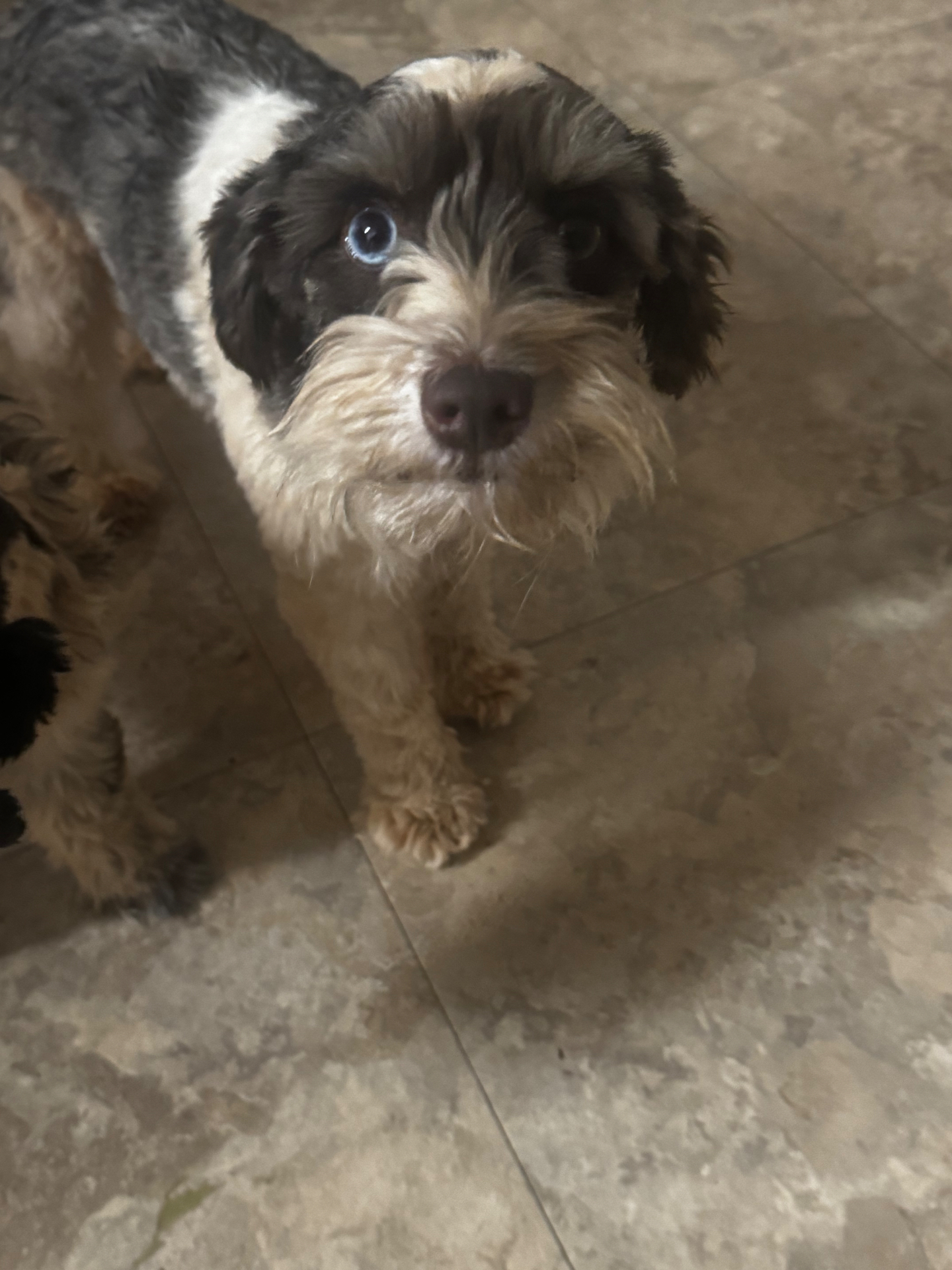 Zara, a parti Miniature Schnauzer with a striking blue eye