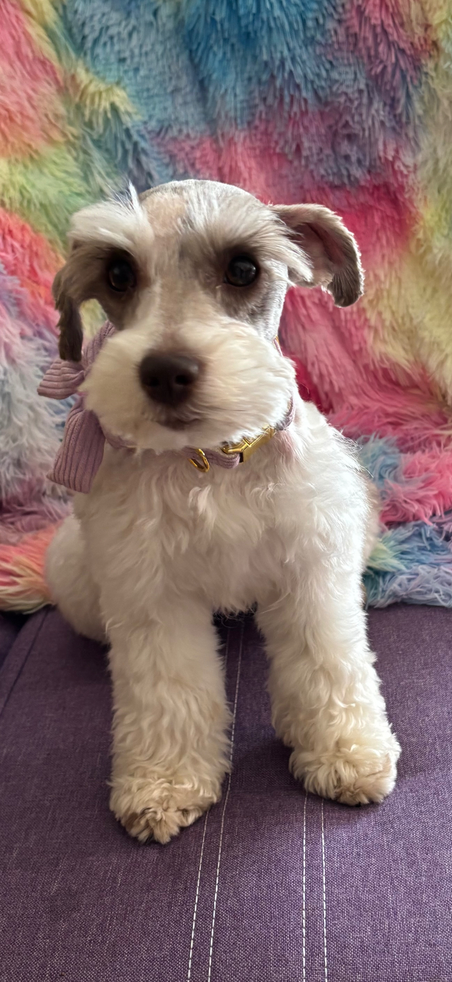 Hazel the Miniature Schnauzer, photo 2