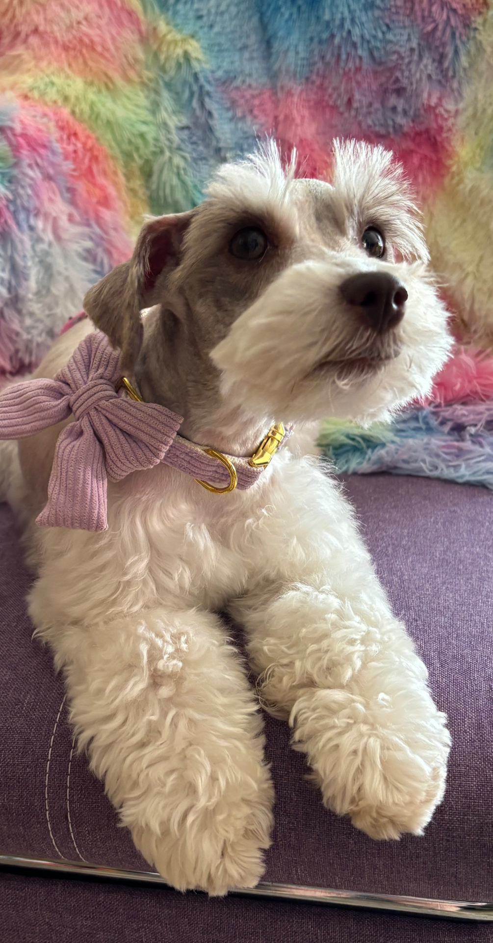 Hazel the Miniature Schnauzer, photo 3