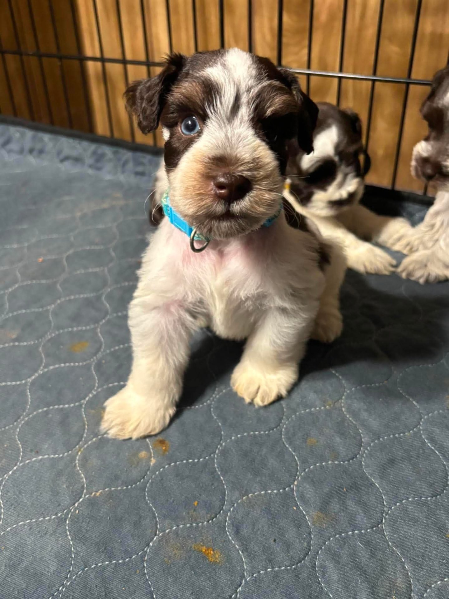 Freshly groomed Miniature Schnauzer puppy with tidy beard and eyebrows after a bath