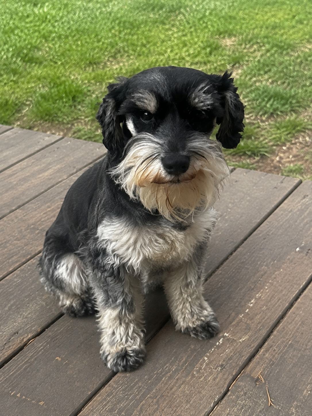 Archie, a black and silver Miniature Schnauzer sitting on a wooden deck
