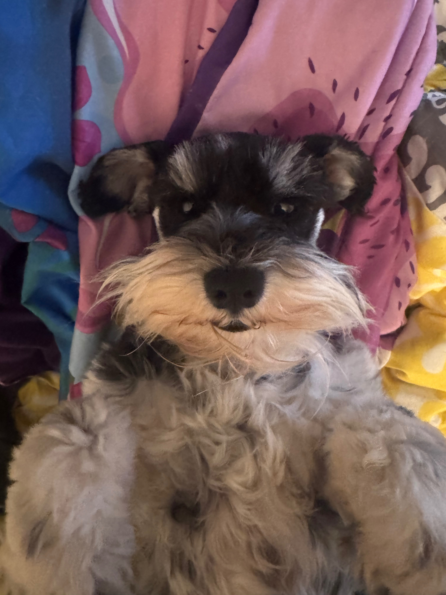 Miniature Schnauzer at Magalia Crest