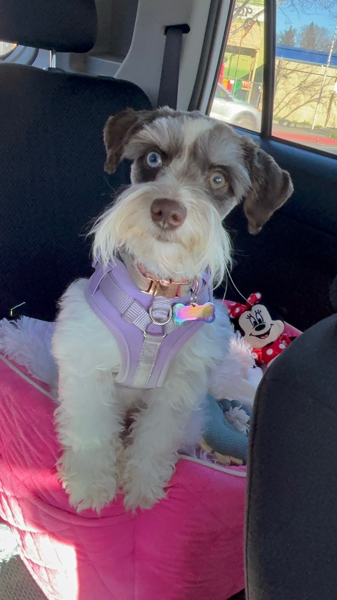 Miniature Schnauzer at Magalia Crest